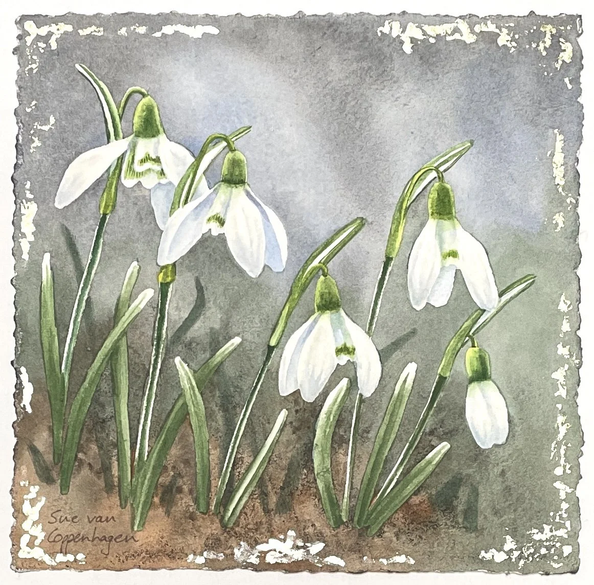 Painting of five white snowdrop flowers and green leaves with white tips on a blue-grey background above, and textured brown below, with touches of gold leaf around the edges