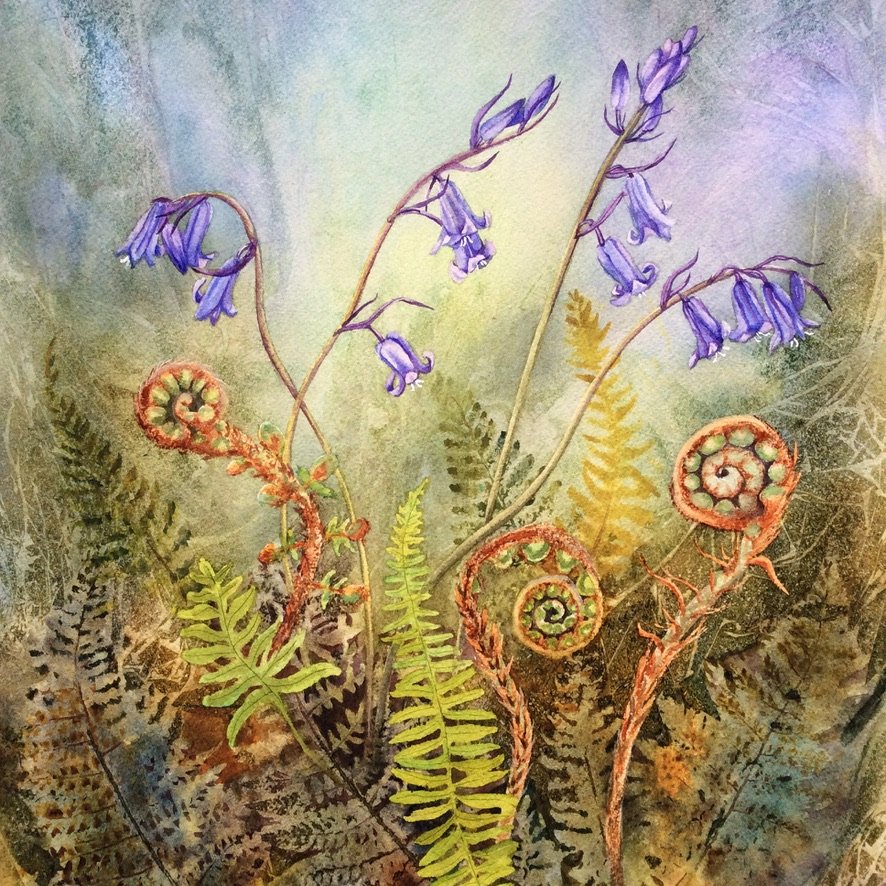 Painting of ferns and bluebells growing in woodland setting