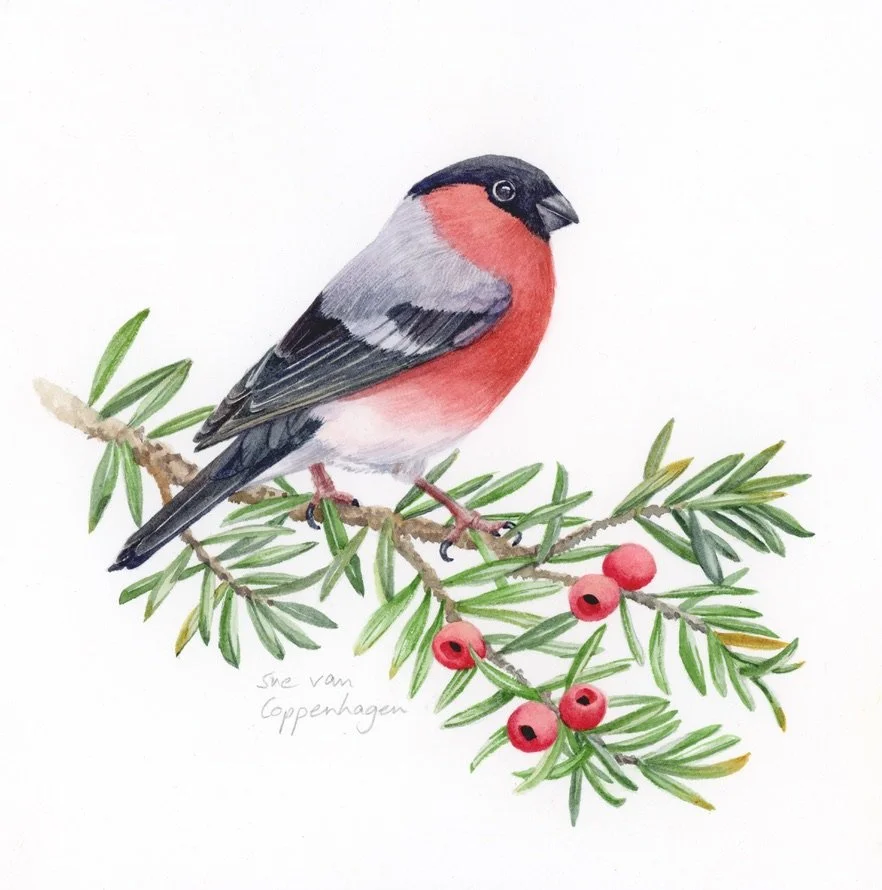 Painting of red breasted male bullfinch bird on a branch of yew with green needle leaves and red berries
