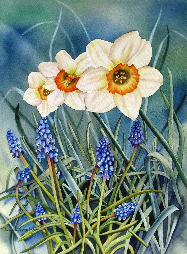 Painting of white daffodils with yellow centres, and blue muscari flowers