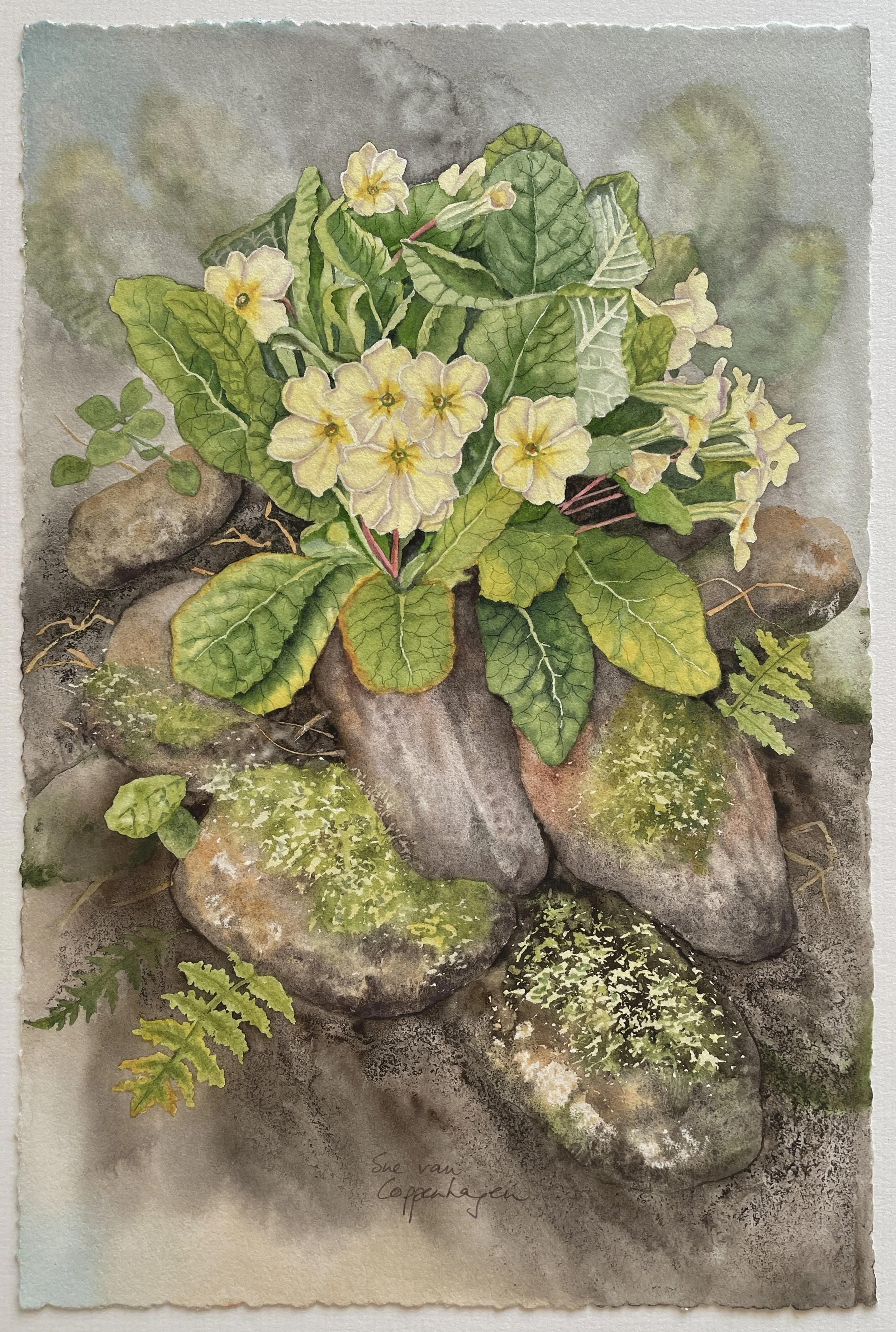 A clump of yellow primrose flowers surrounded by a rosette of leaves on top of a stony wall