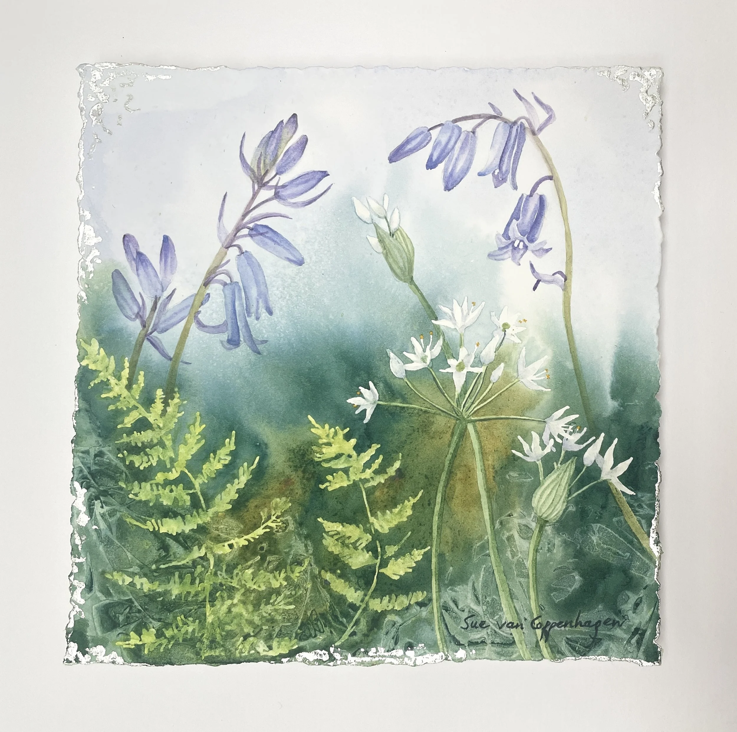 Painting with a deckle edge of three bluebells and white ramsons and green ferns on a background which is pale blue above and dark green below, edged with touches of white gold leaf