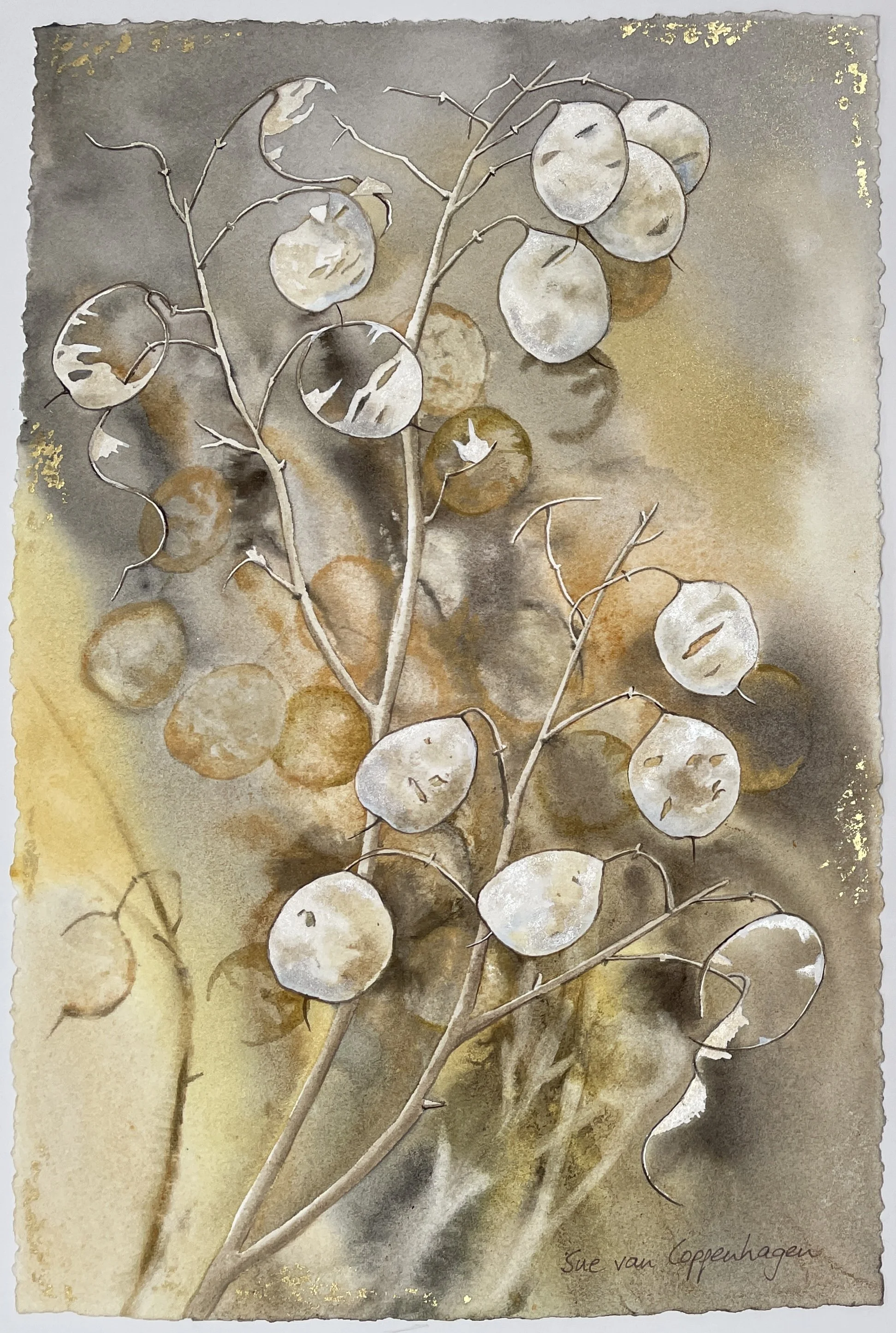 Watercolour painting in golds and silver tones of dried discs of honesty seed pods