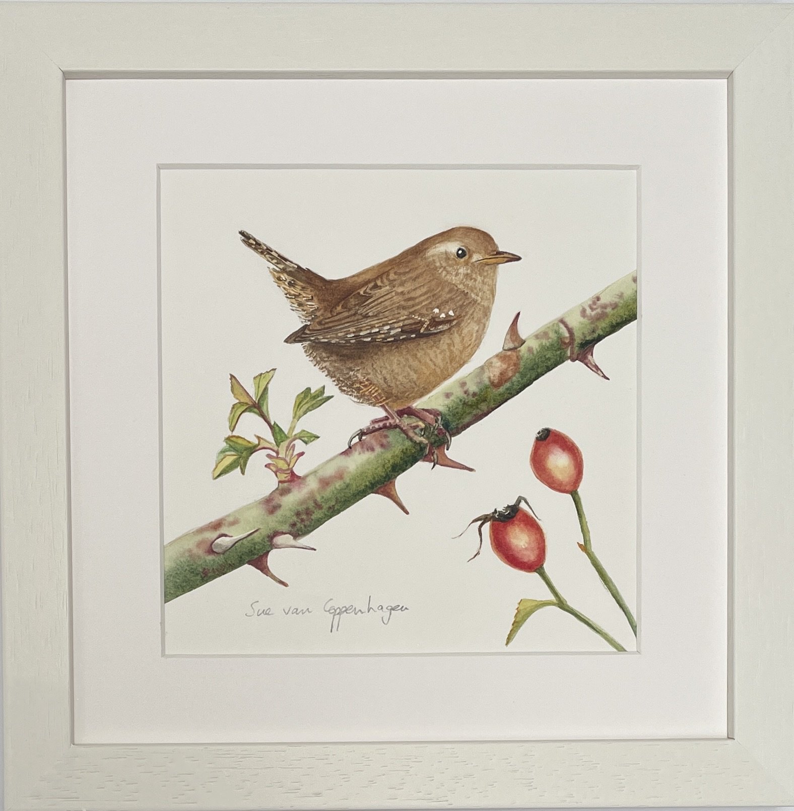 Watercolour painting of a wren on a rose branch above red rose hips, framed in a square off white frame