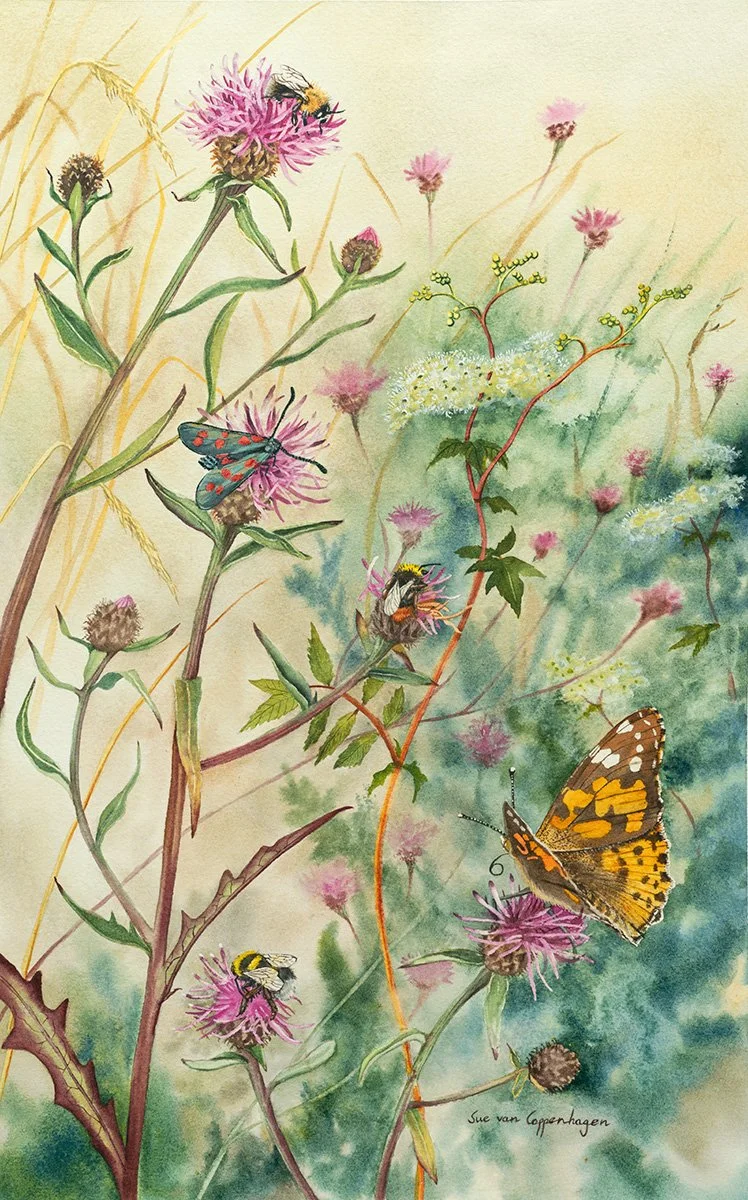 Summer wildflowers, knapweed and meadowsweet, with bumblebees. a Painted Lady butterfly and a burnet moth on a wheat coloured background with hints of green foliage