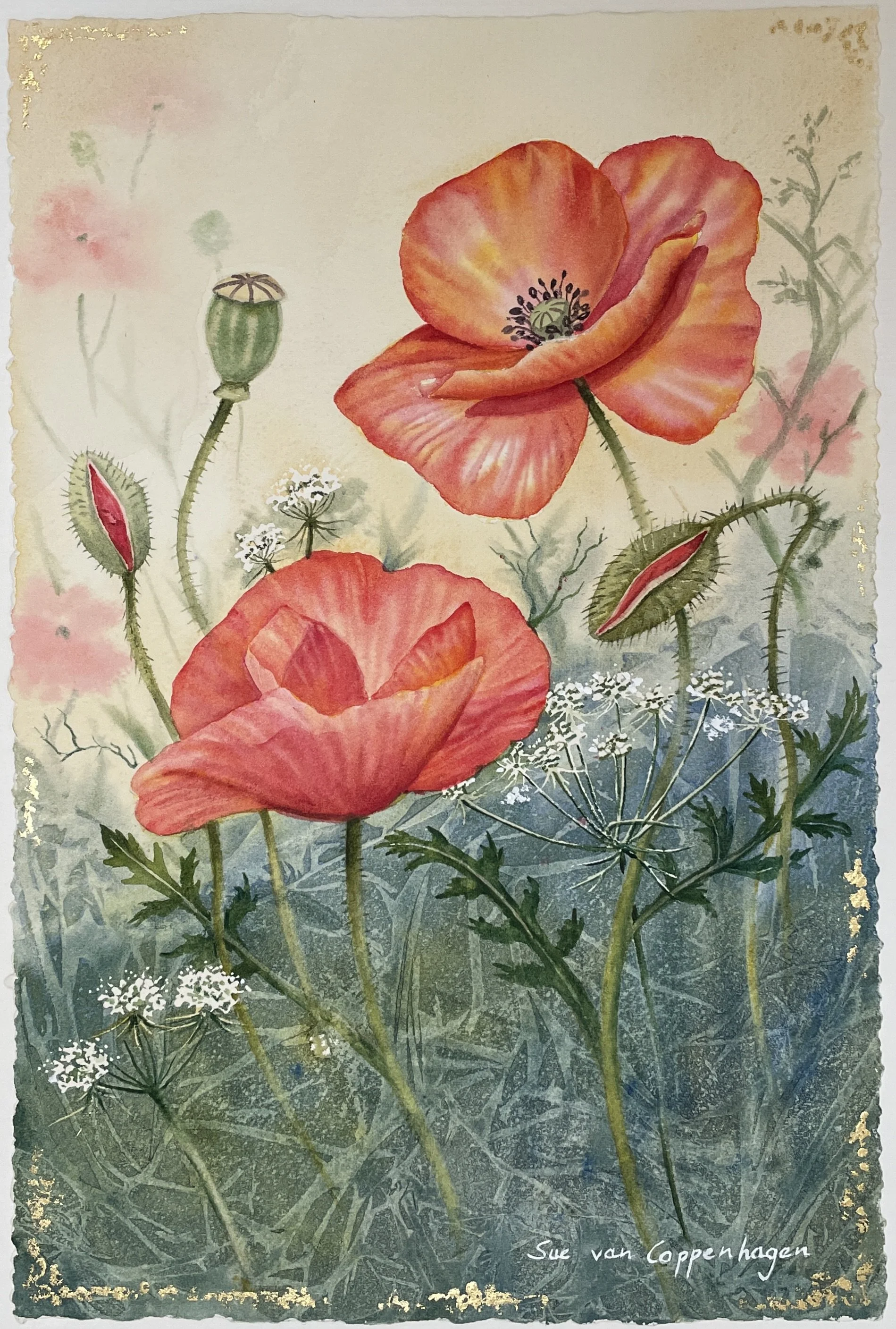 Red poppies and white wild carrot flowers emerge from a background of pale gold above and rich greens below in a watercolour painting edged with touches of gold leaf