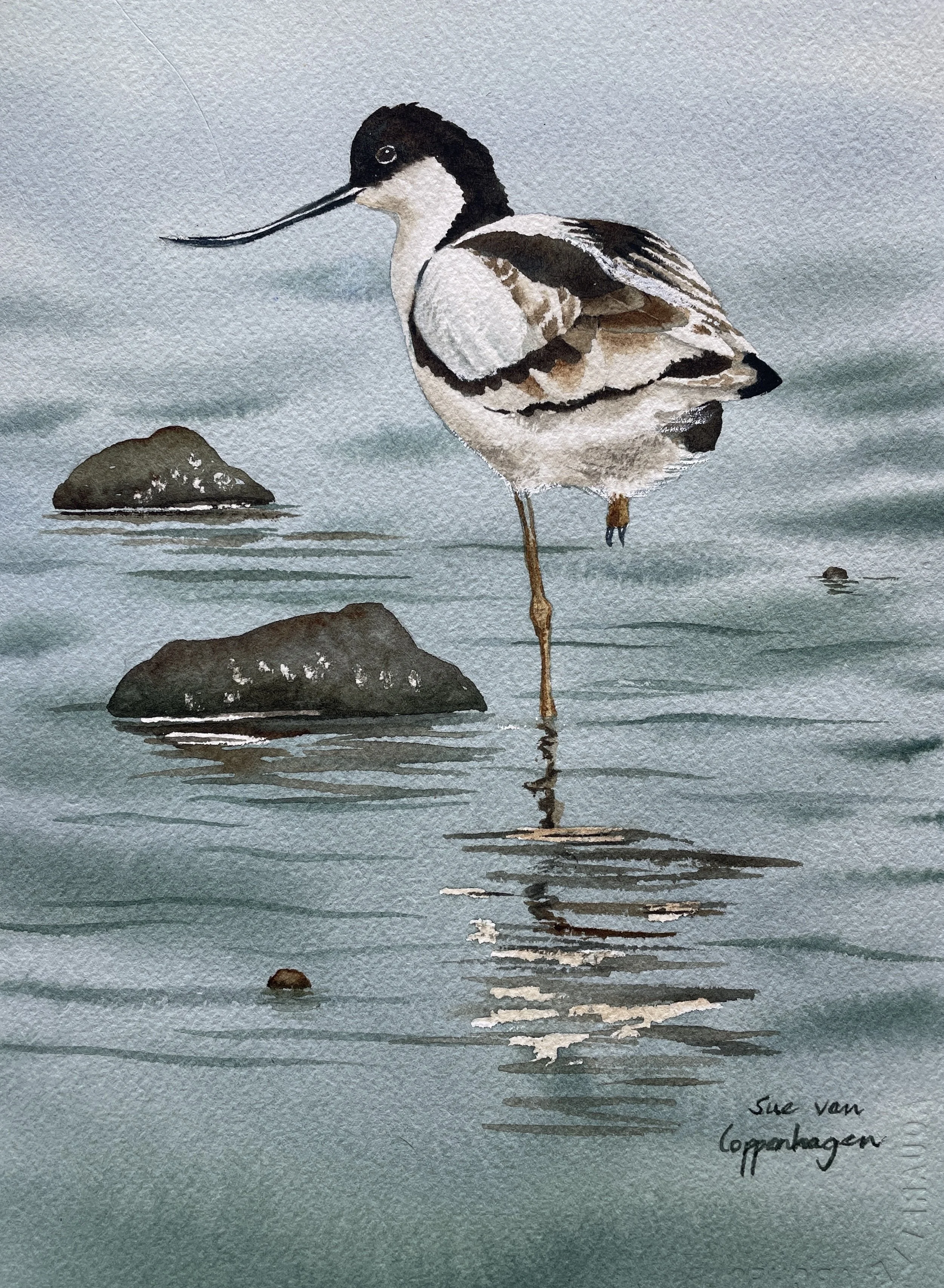 Avocet