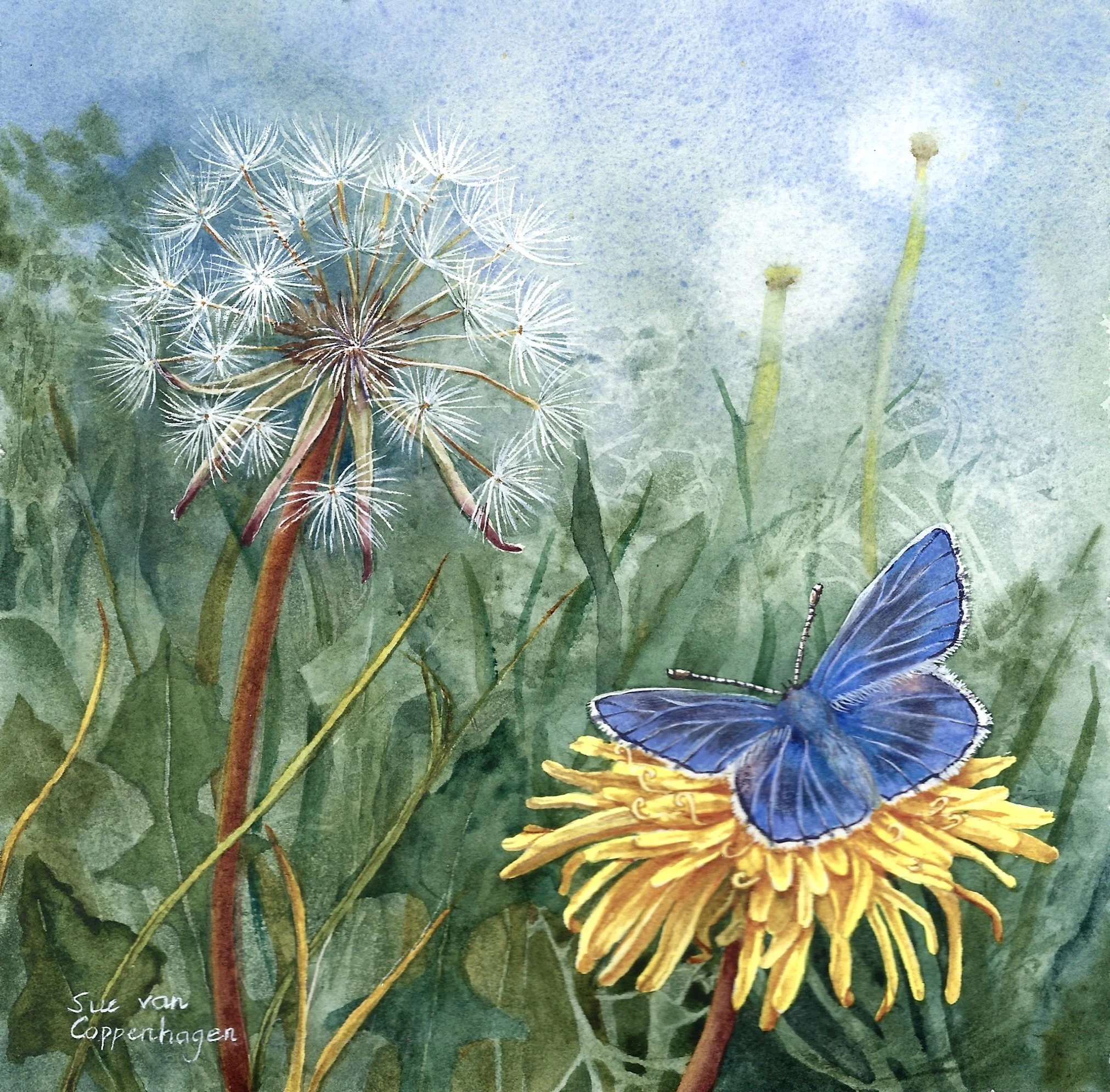 Painting of a dandelion seed head and a blue common butterfly perched on a yellow dandelion flower