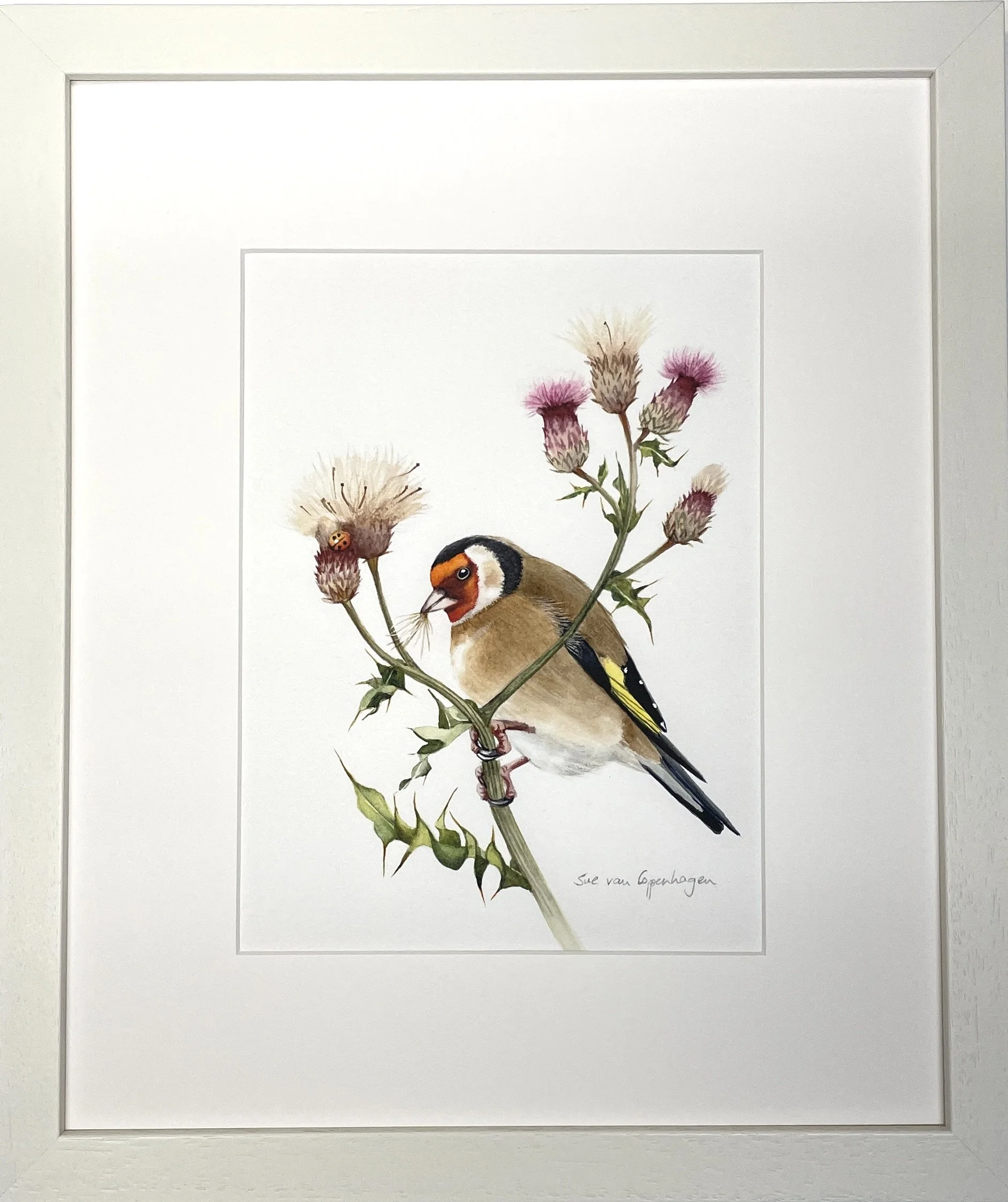 Framed print of a goldfinch bird on a thistle plant