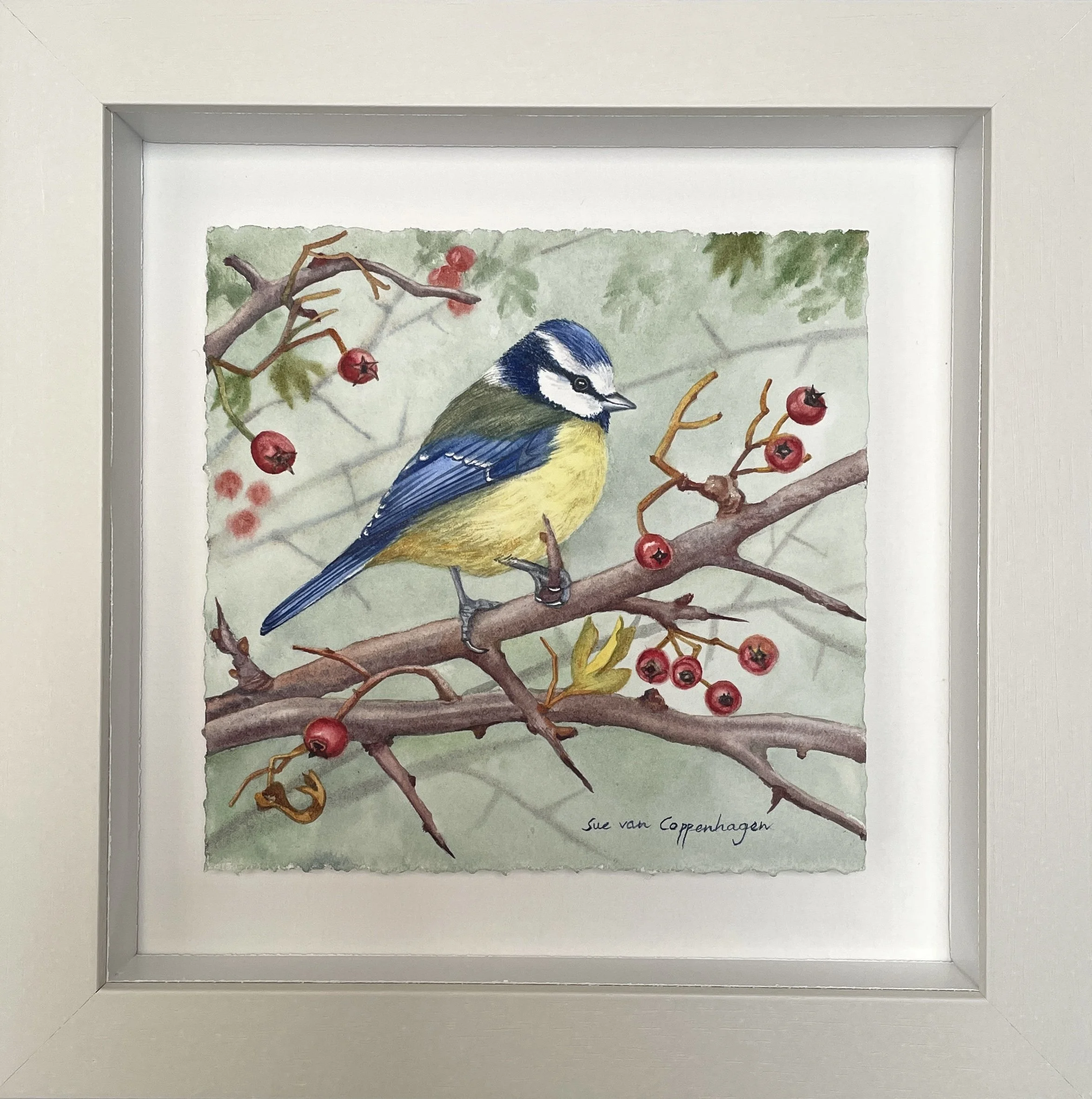 Painting of a blue tit bird Cyanistes caeruleus on a berry laden hawthorn branch on a pale green background, framed in a deep off-white frame