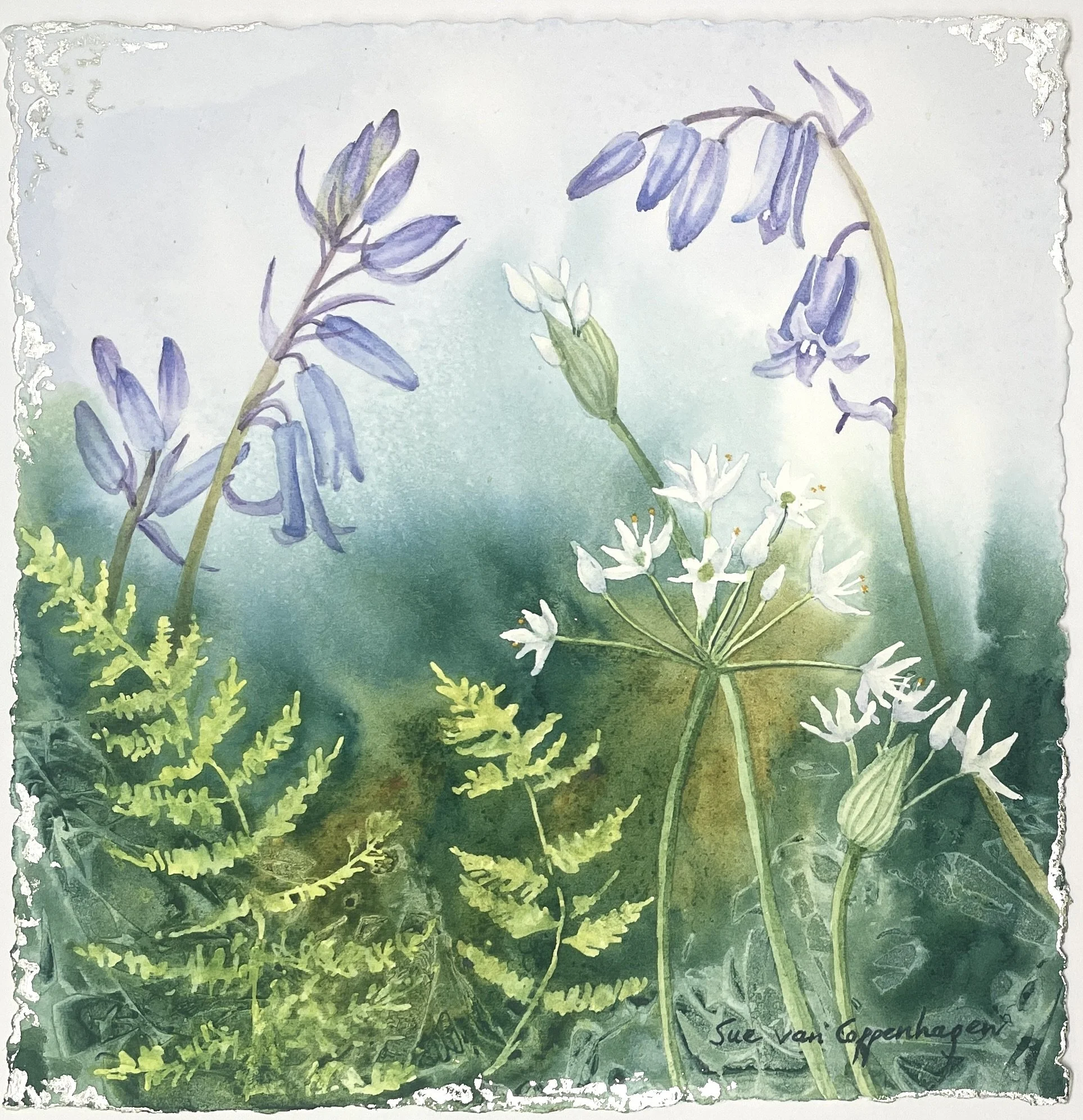 Painting of three sprays of bluebells against a blue and green background with white ramsons and green ferns