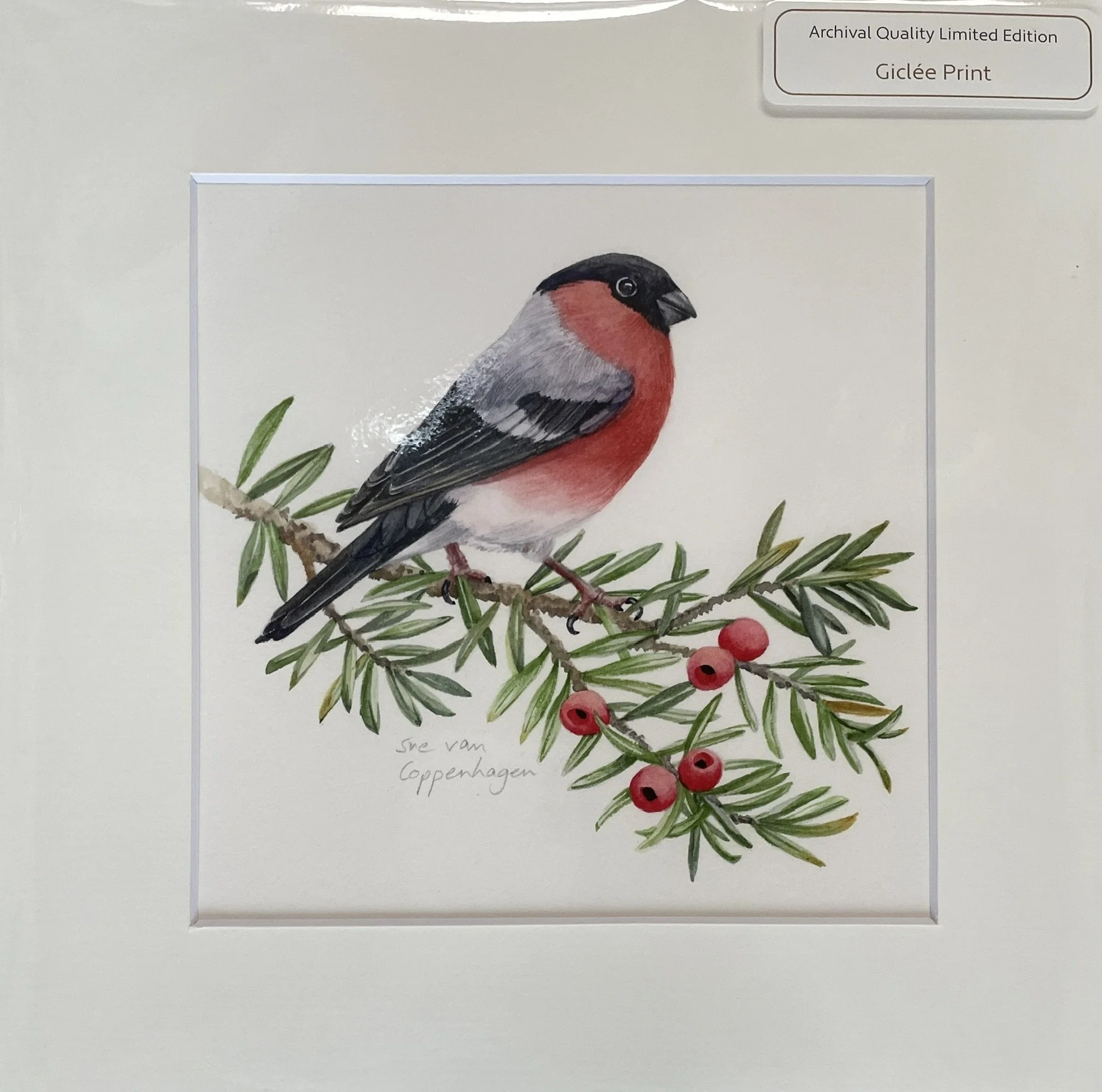 Print of a watercolour painting of a bullfinch bird on a yew branch
