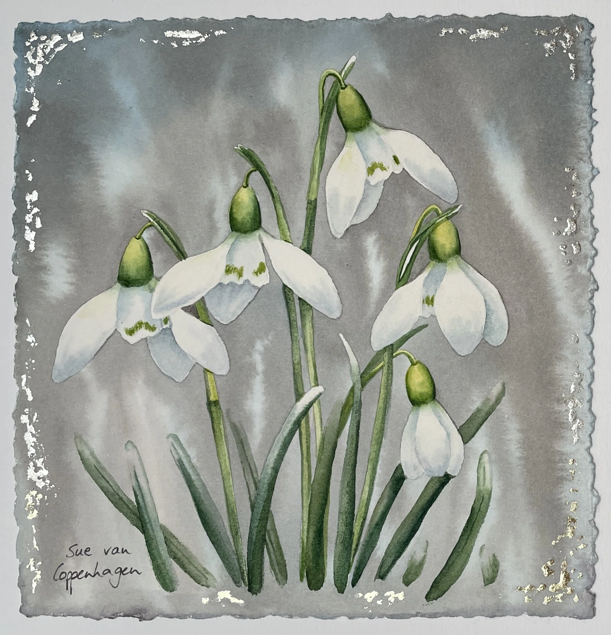 Painting of five white snowdrop flowrs with leaves on. a grey-blue background enhanced with white gold leaf
