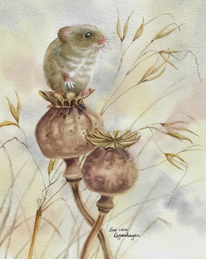 A mouse perched on dried poppy seed cases, with a softly coloured background and dried grasses