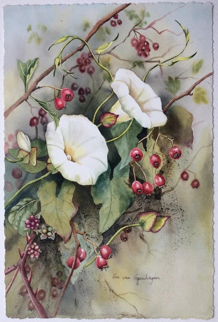 Two white bindweed flowers twine amongst brambles and rose hips in a native hedgerow