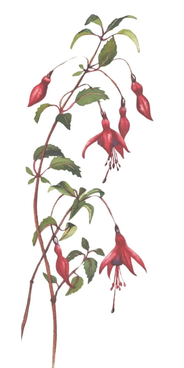 Spray of red fuchsia flowers on a white background