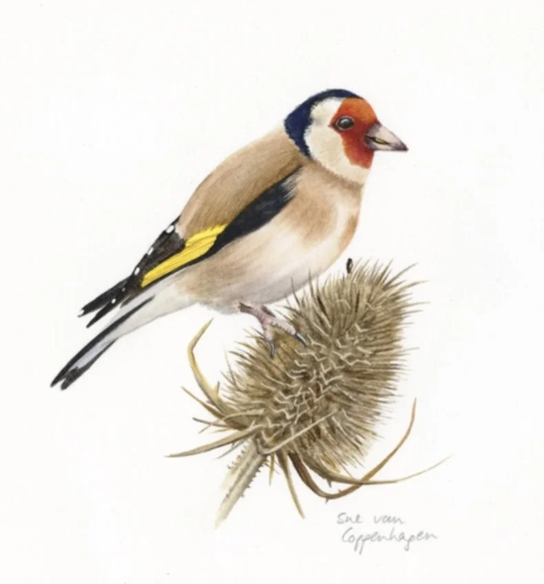 Painting of a goldfinch bird on a teasel