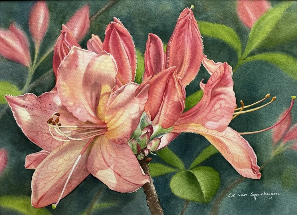 Painting of a coral coloured azalea flower head, with two open flowers and five darker buds behind, on a dark grey-green background
