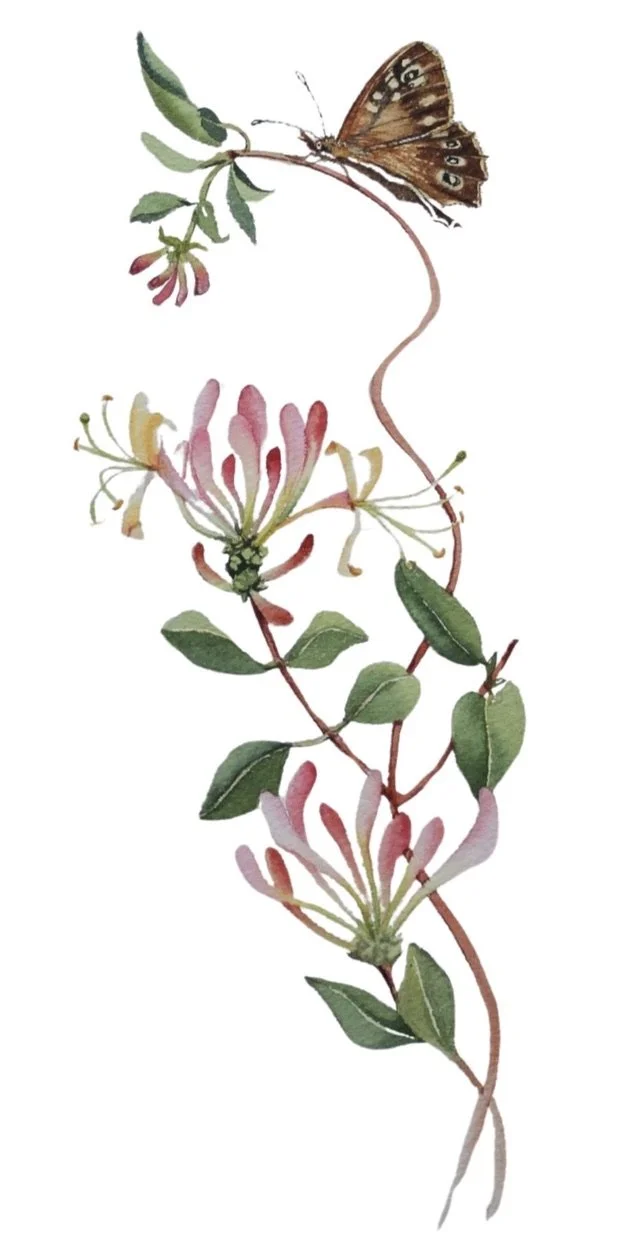 Spray of twining honeysuckle flowers and a brown butterfly on a white background