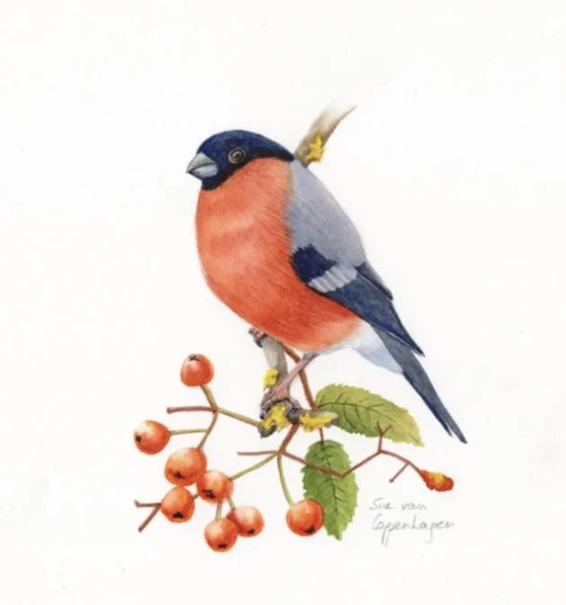 Painting of a bullfinch bird on a branch with hawthorn berries