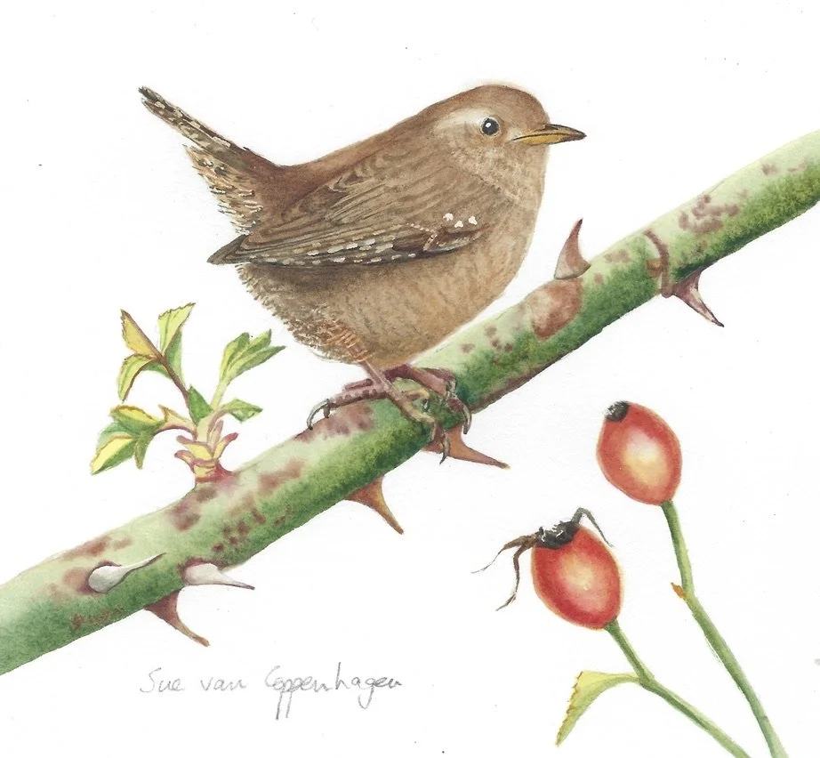 Painting of a wren on a thorny rose branch with red rose hips below