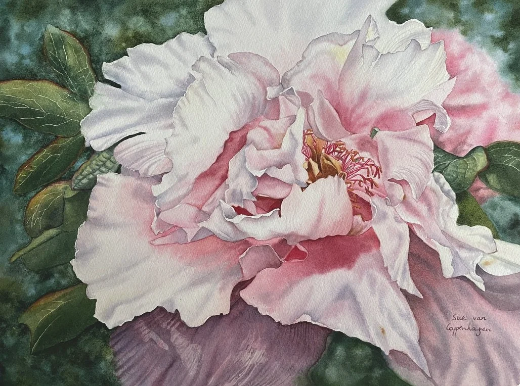 Watercolour painting of a pink peony flower with a dark green leafy background