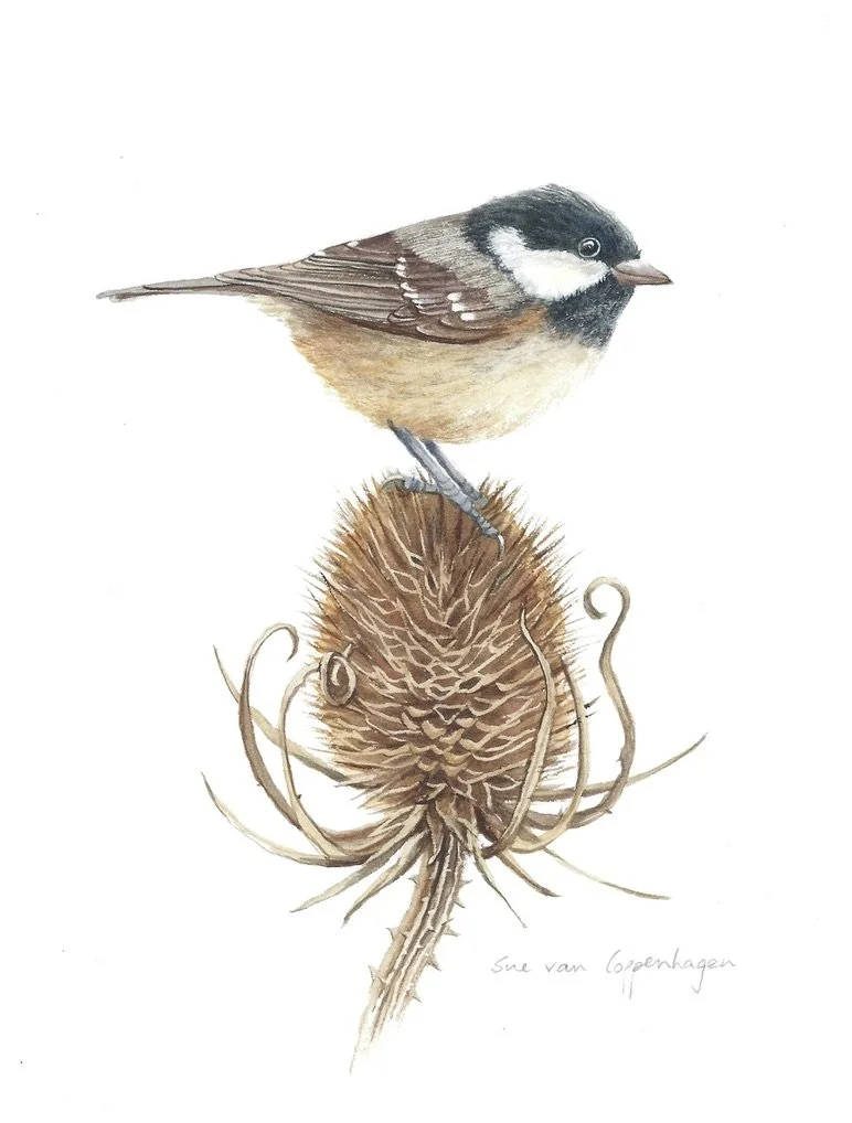 Painting of a coal tit bird perched on a dried teasel