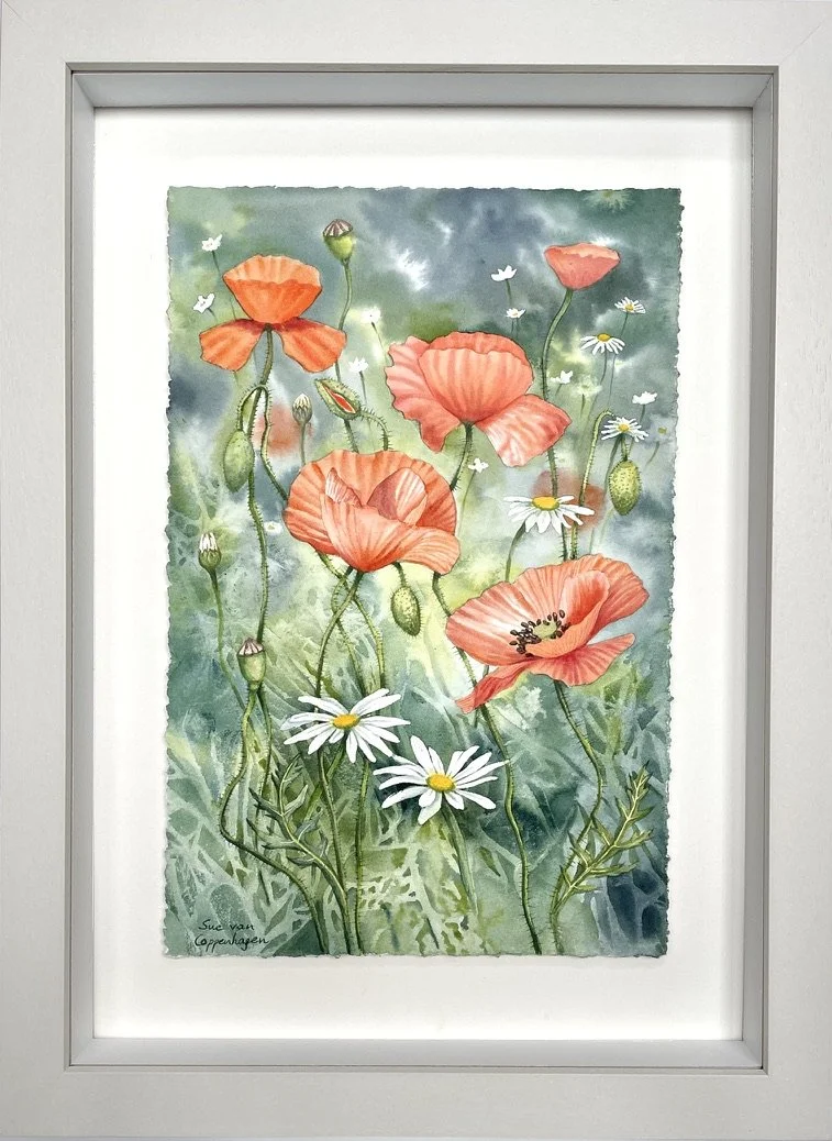 Red field poppies and white ox eye daisies against a green background in a watercolour painting framed in an off white frame