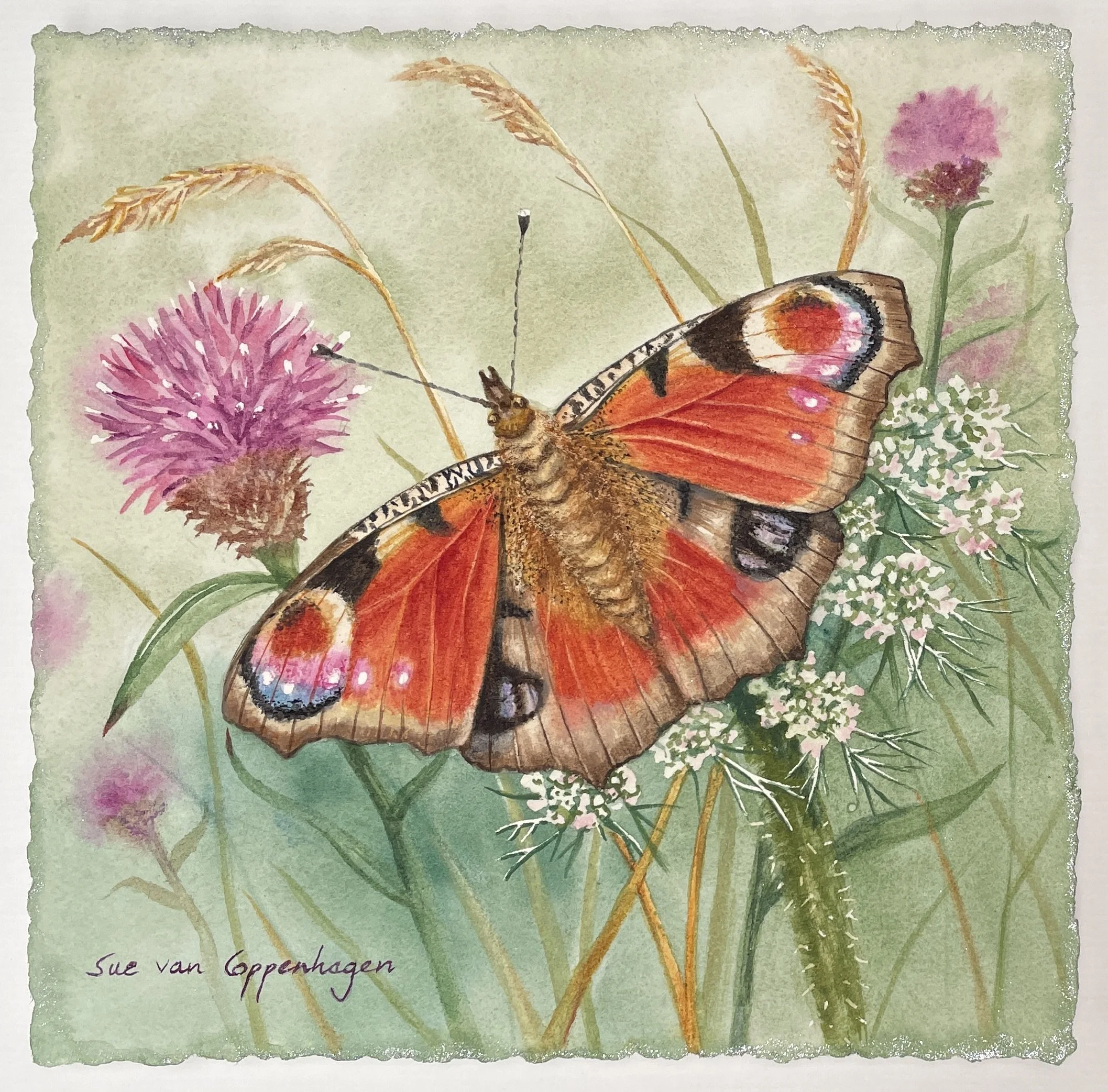 Deckle edged square painting of a peacock butterfly with reddish wings on a green meadow background with purple knapweed and white wild carrot flowers