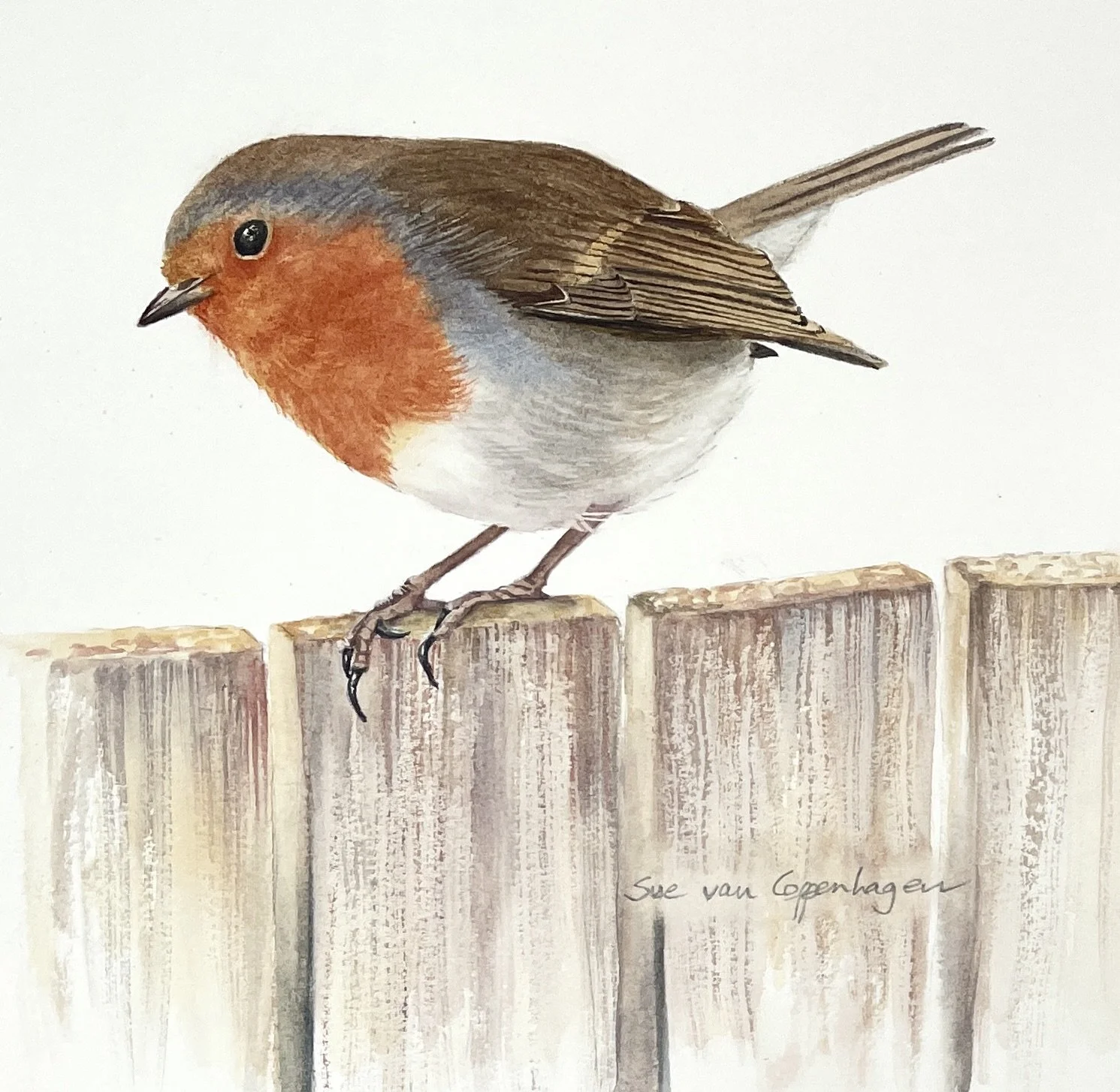 Painting of a red breasted robin perched on a wooden fence