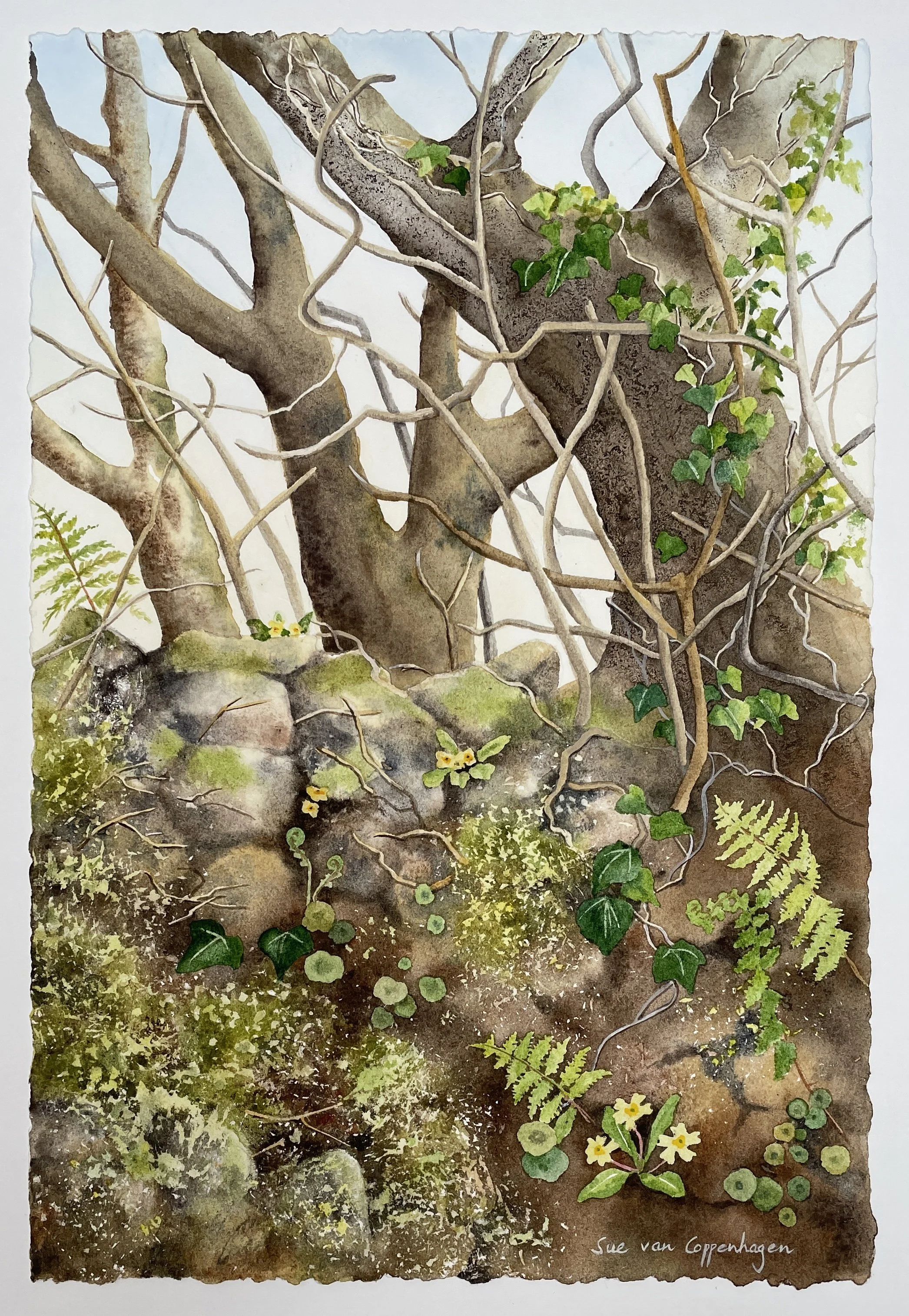 Bare wintry trees above a stone wall with ferns, navelwort, mosses and primroses in a watercolour painting