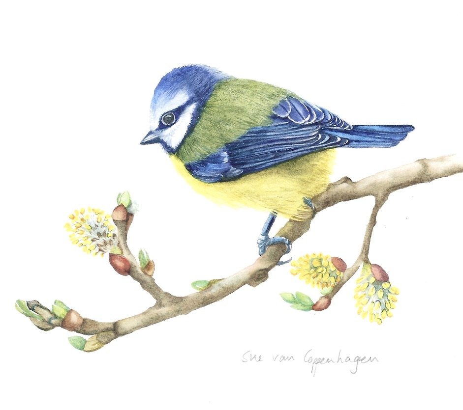Painting of a blue tit bird on a branch with yellow catkins