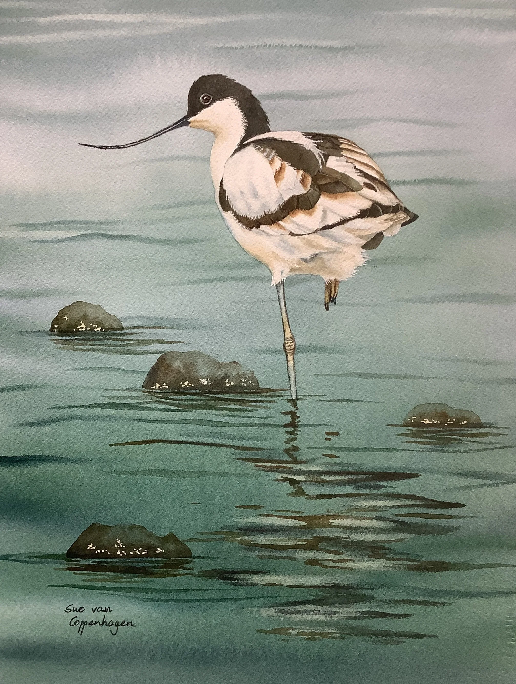 Avocet.jpg