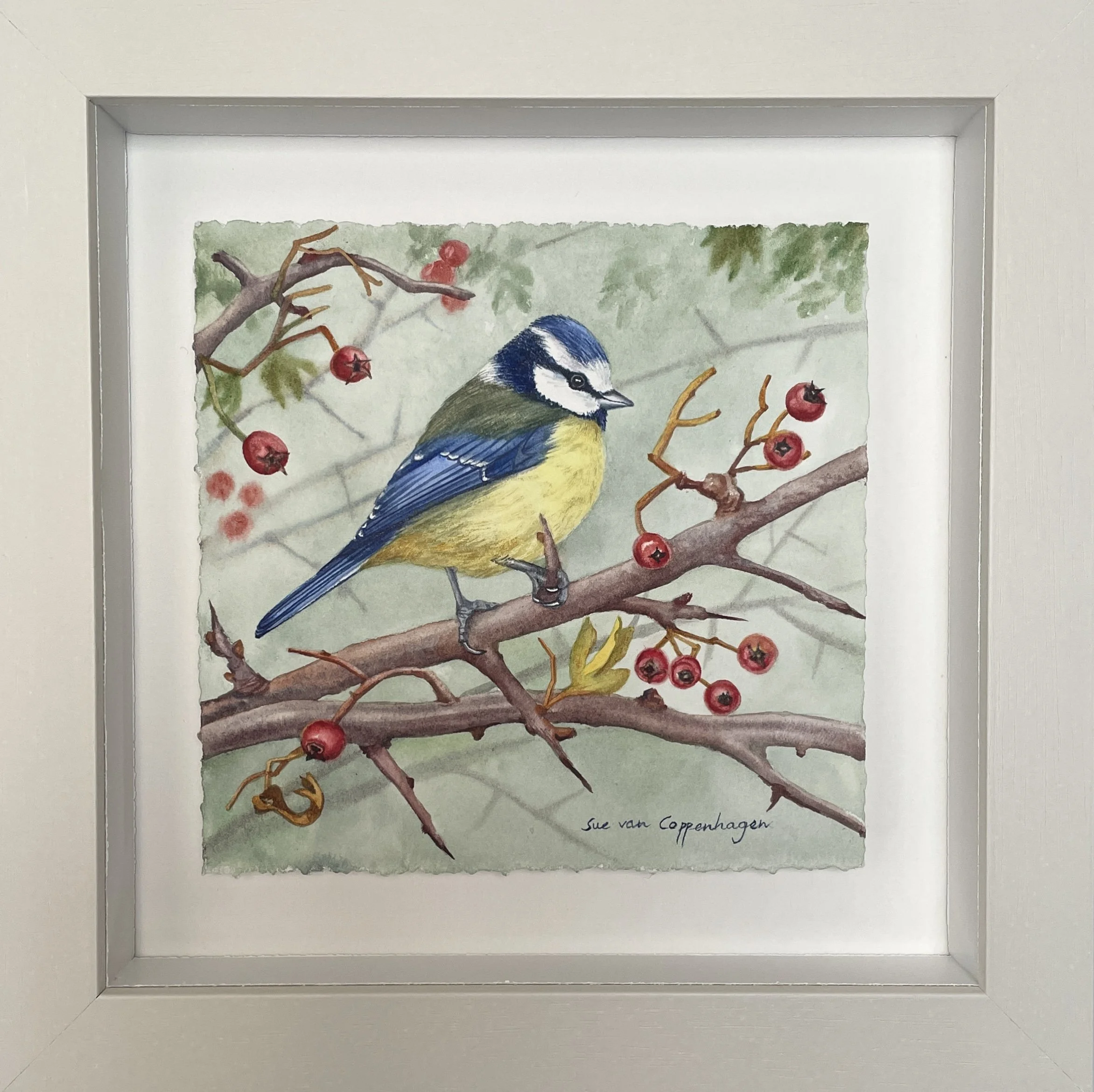 Framed painting of a blue tit bird with yellow chest and blue cap on a hawthorn branch with thorns and red berries, on a pale green background