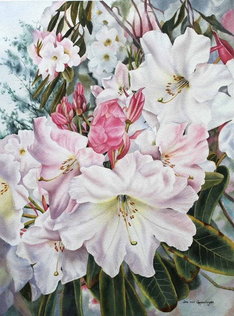 Painting of pale pink rhododendron flowers