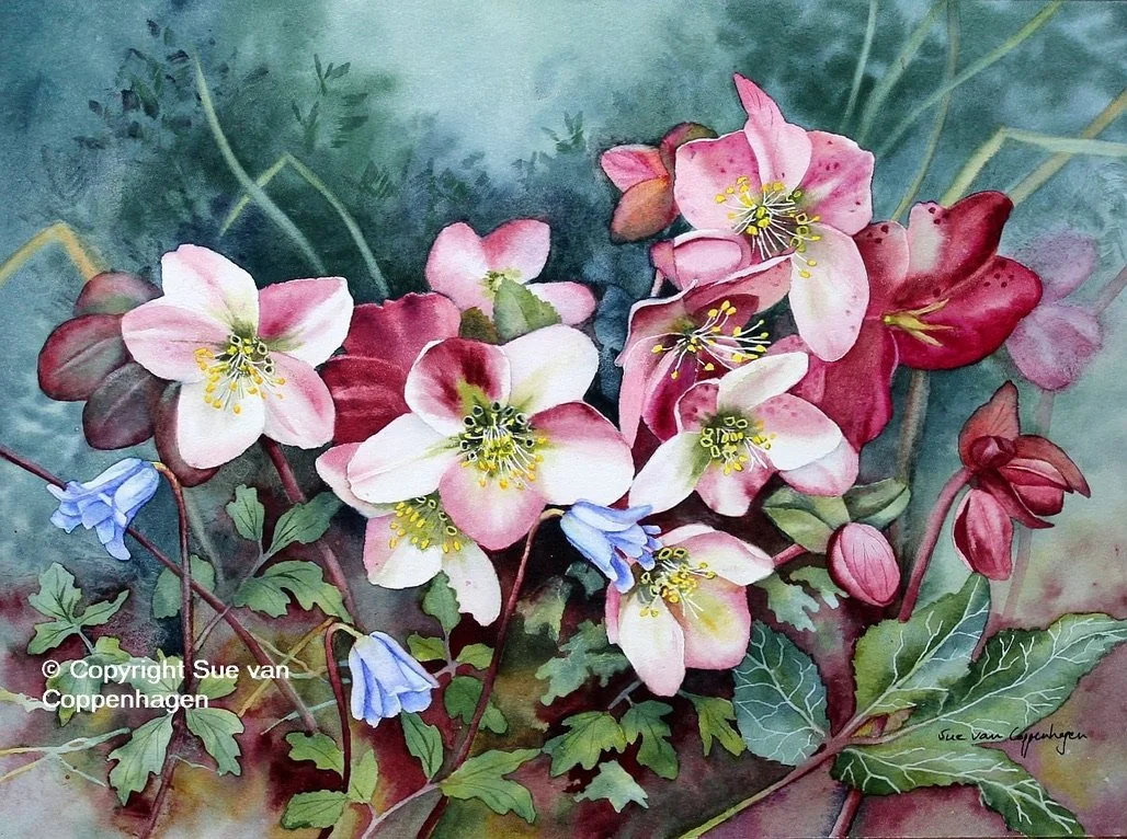 Hellebore Pirouette. Sold