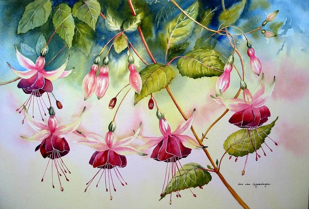Painting of dark pink fuchsia flowers