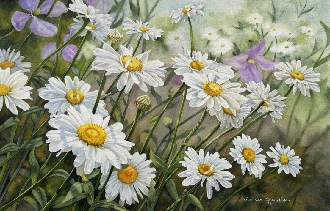 Shasta Daisies. 