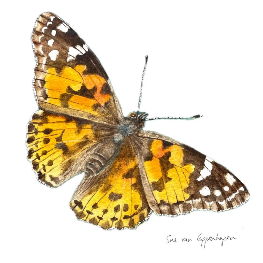 Painting of a Painted Lady butterfly against a white background