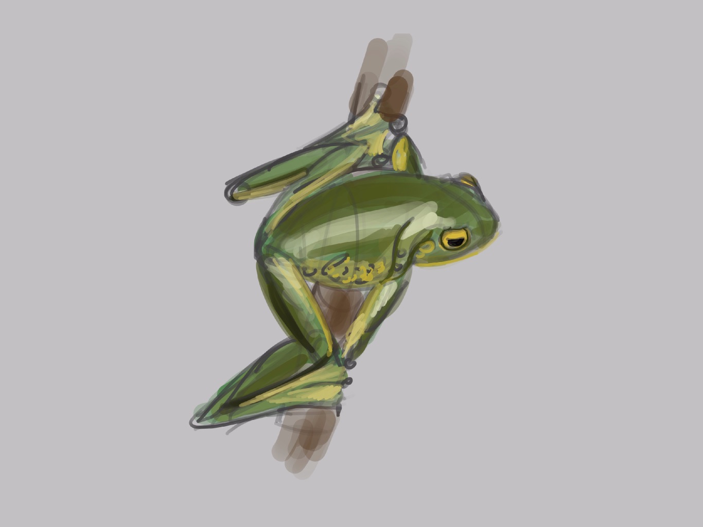 Tree Frog Study / Queensland Museum