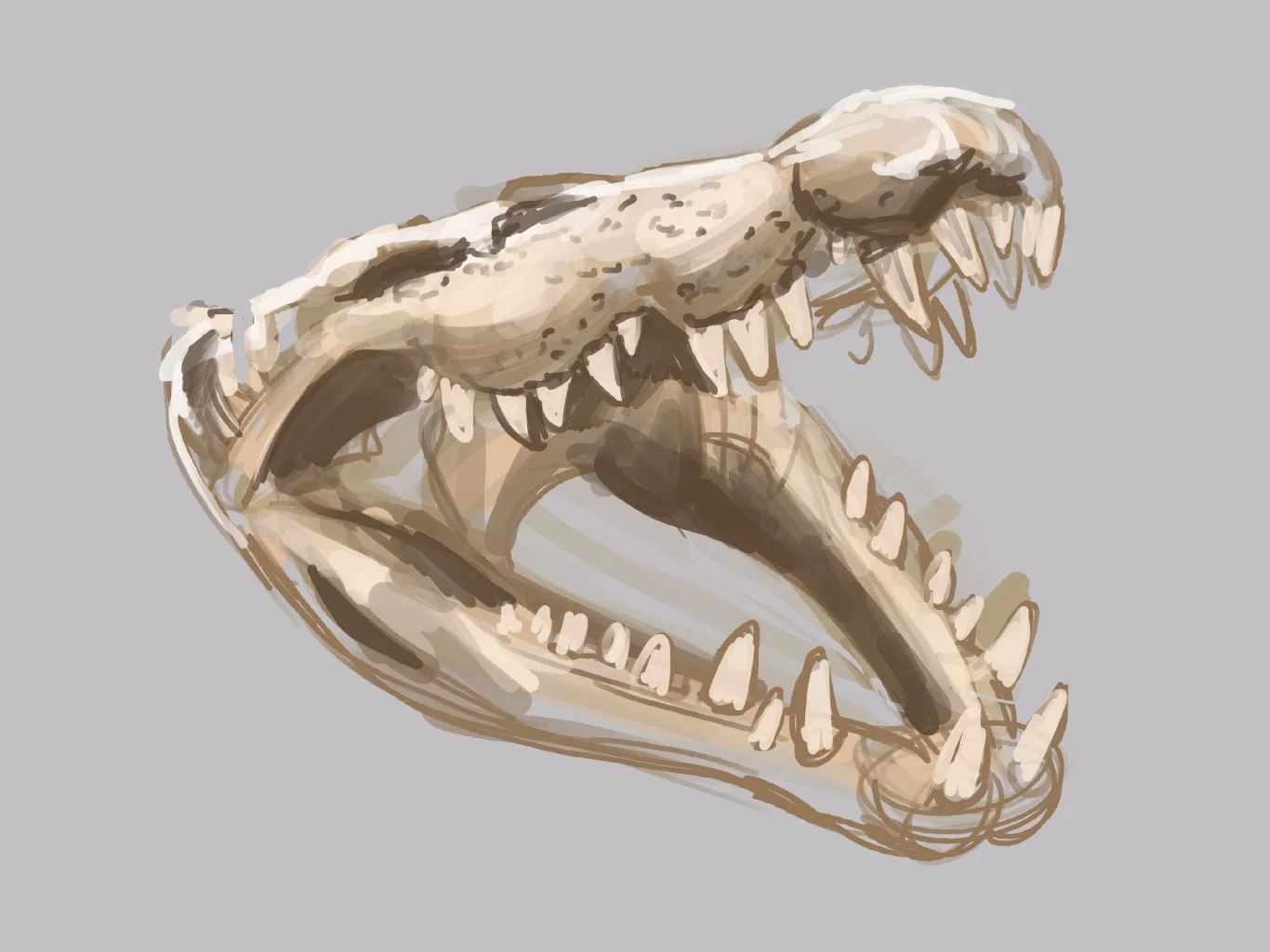 Saltwater Crocodile Study / Queensland Museum
