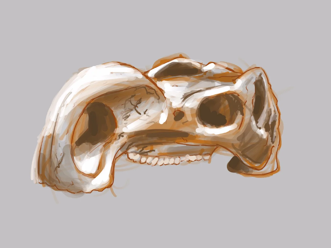 Muttaburrasaurus Study / Queensland Museum
