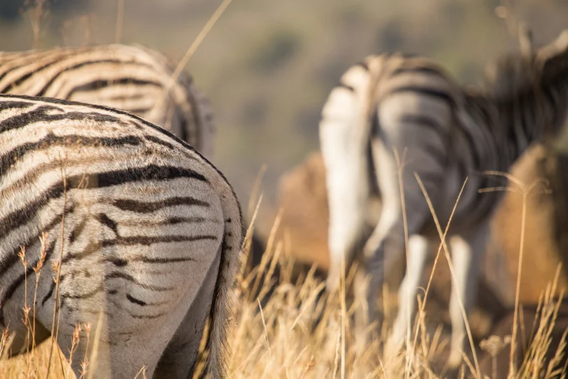 Umgeni Valley, South Africa