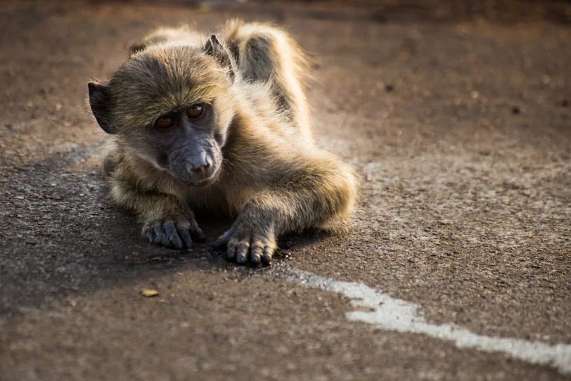 The Animal Kingdom of South Africa
