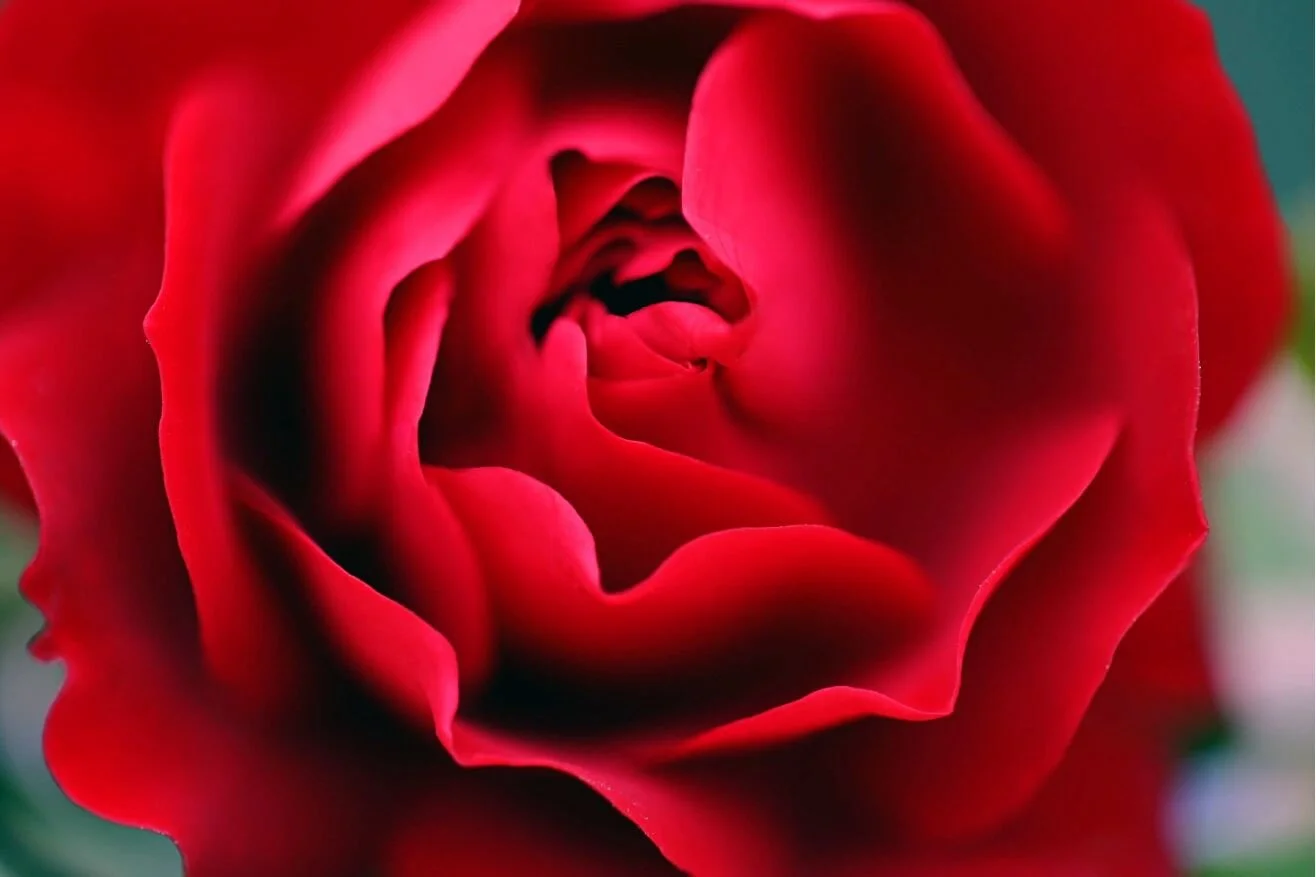 Red Rose.JPG