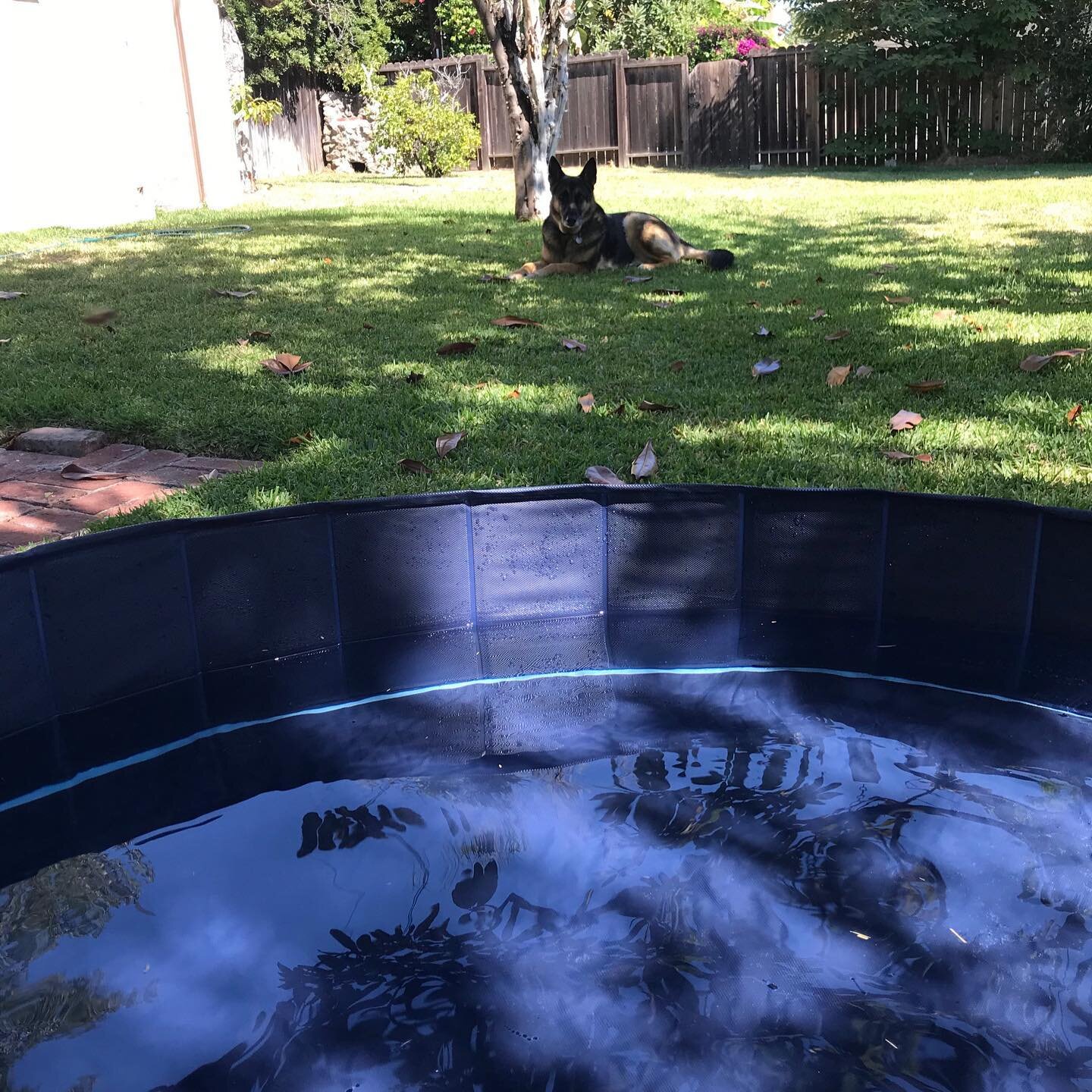 We often imagine that we know how things will go. Take this dog pool that I ordered only to realize Gypsy wanted little to do with it. ⠀
⠀
Mindfulness teaches us to be present because the present is all we have. ⠀
⠀
If we place our attention elsewher