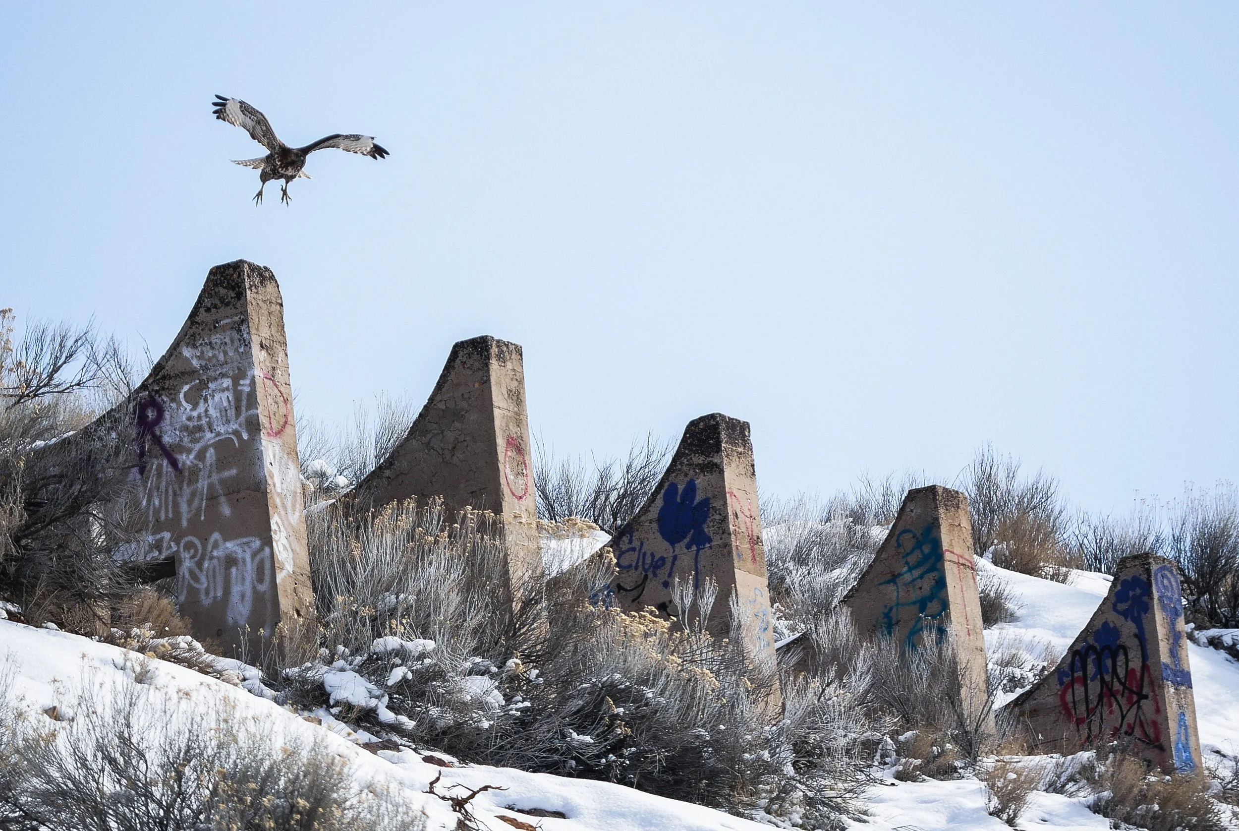 hawk at the mill (1 of 1).jpg