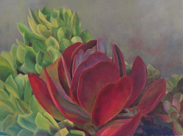 Kalanchoe