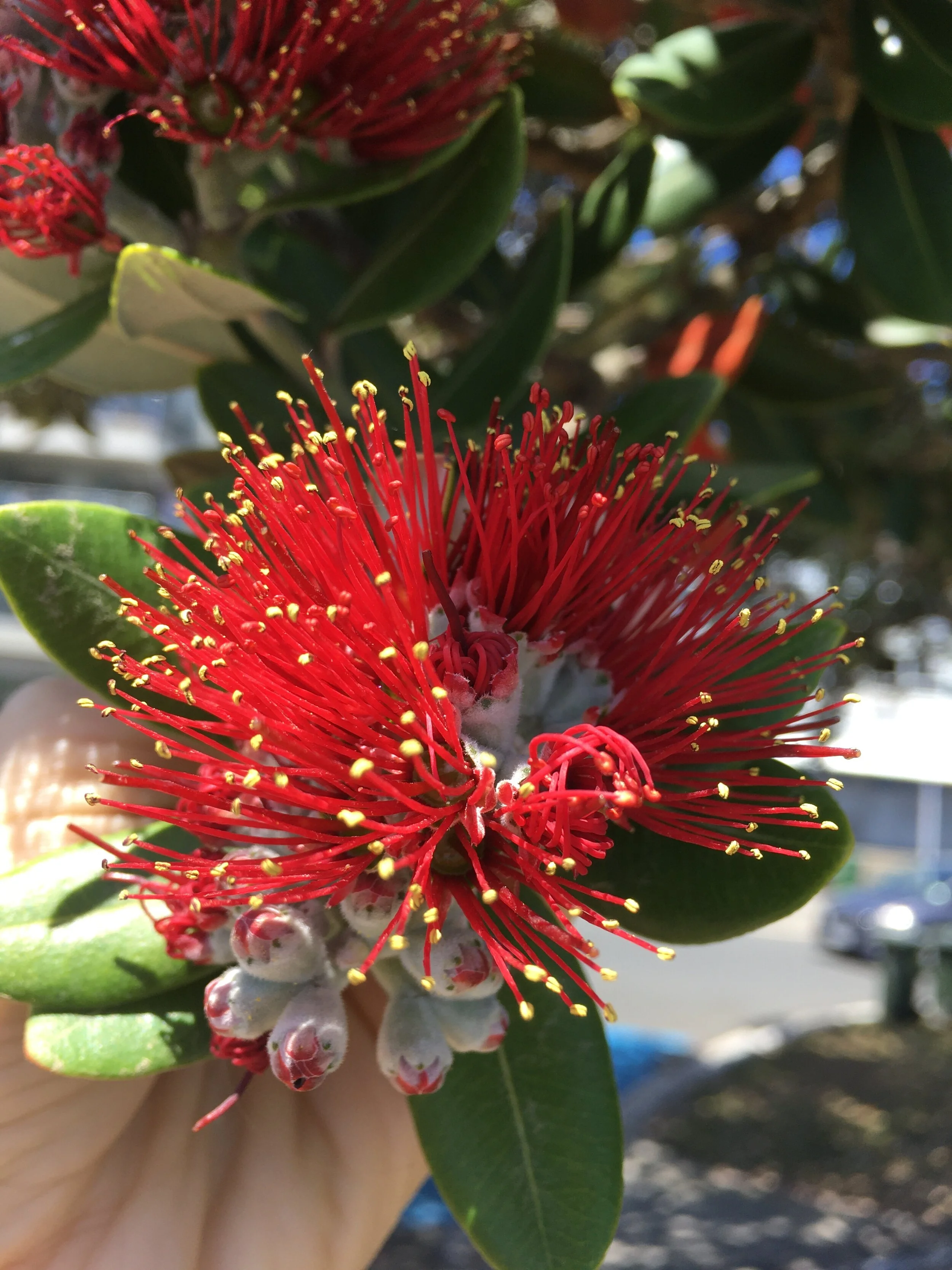 Christmas Season Holiday Hours