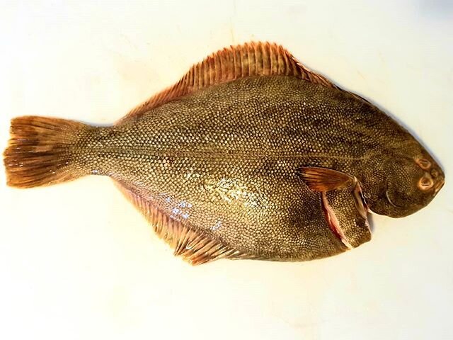 Flounder - what a tasty fish! #flounder #sydneyfishmarket #buttersauce #allyoucaneatsydney